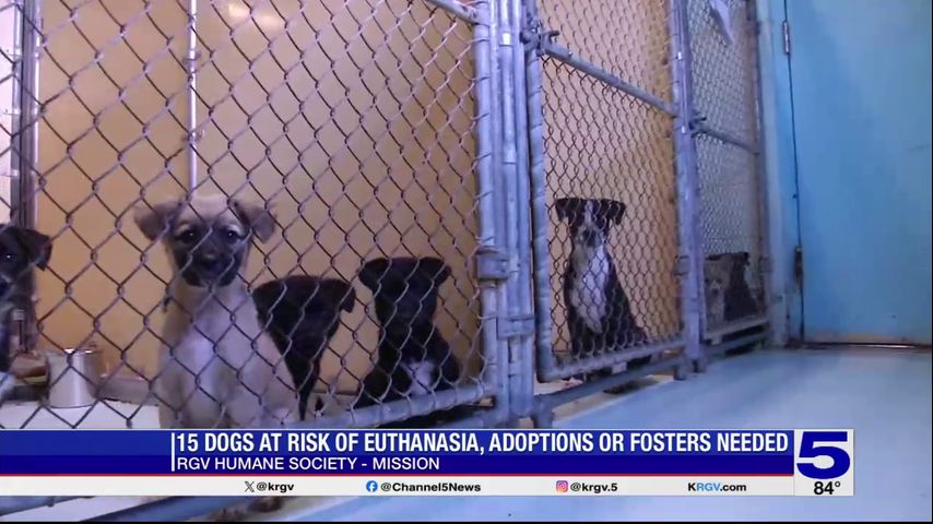 15 dogs at risk of euthanasia at RGV Humane Society in Mission