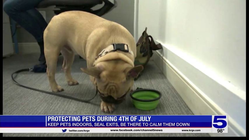 Protecting pets during the 4th of July
