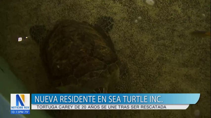 Sea Turtle Inc. da la bienvenida a Bagua, una tortuga Carey rescatada del tráfico ilegal