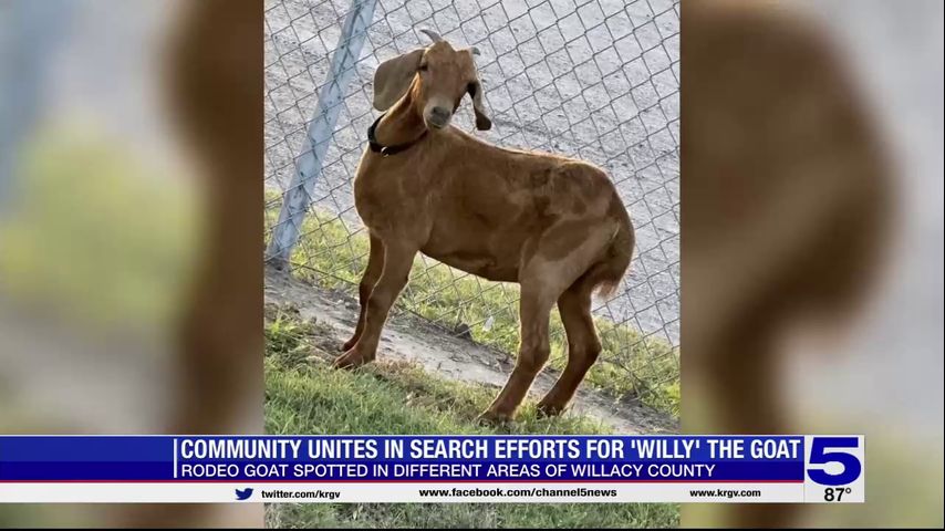 Willacy County residents unite in search efforts for missing goat