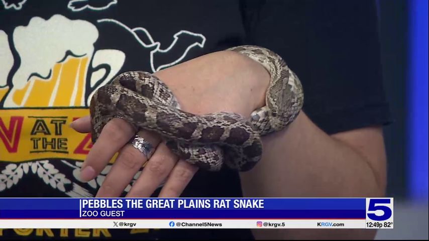 Zoo Guest: Pebbles the great plains rat snake