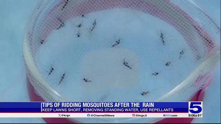 Tips to prevent mosquitoes following recent rain