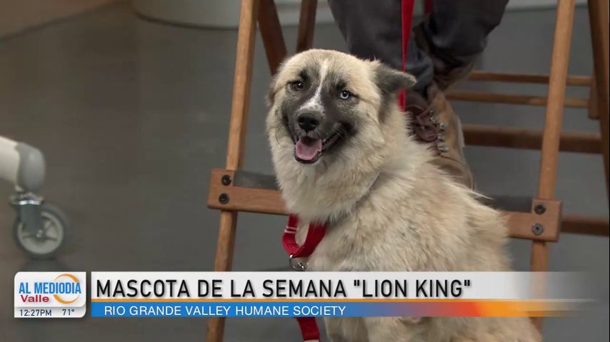 RGV Humane Society presenta a Lion King, la mascota de la semana