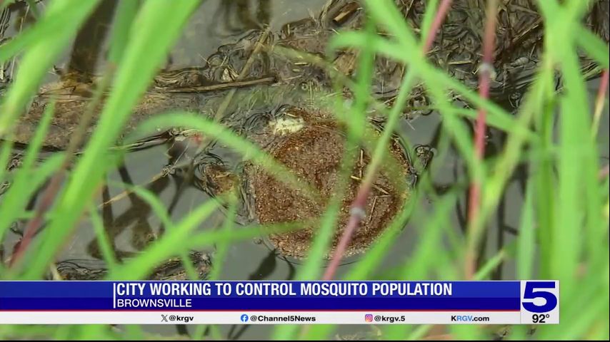 Brownsville working to control mosquito population