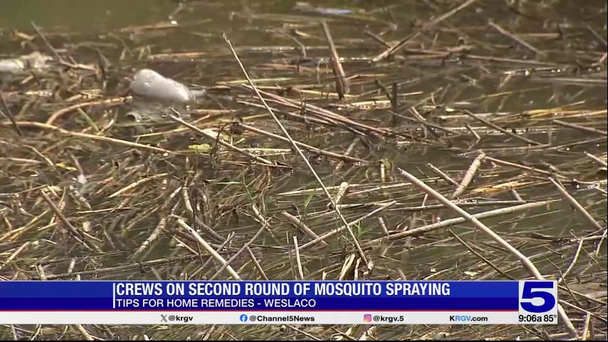 Expert offers at home tips to prevent mosquitoes