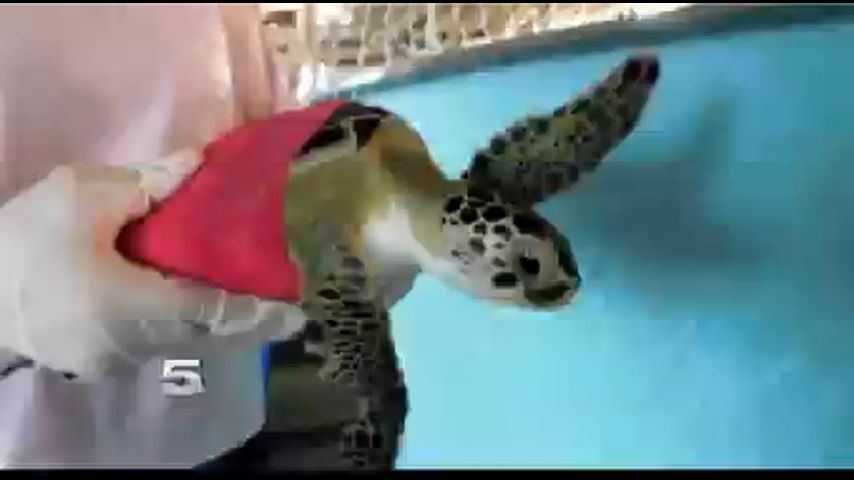 Sea Turtle Rescuers Await $4M Expansion Project