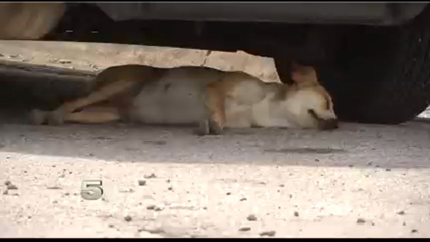 Brownsville Woman Says Animal Control Took Hours to Respond