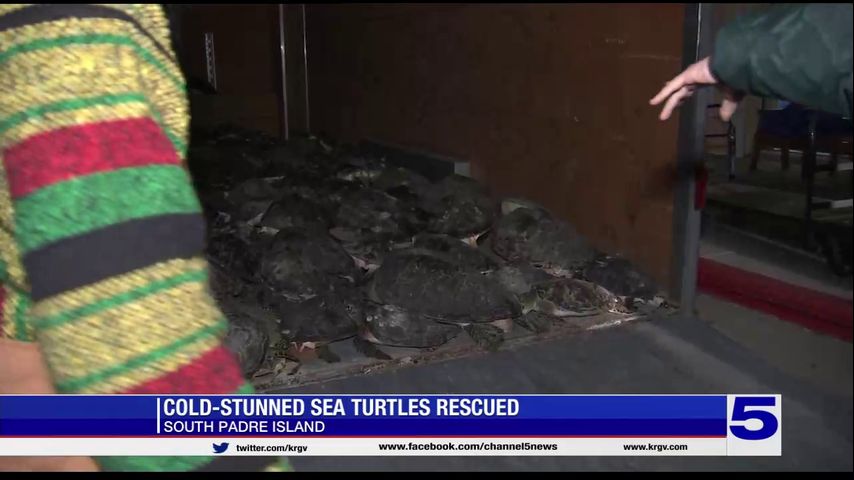 Hundreds of cold-stunned sea turtles rescued on South Padre Island amid severe winter weather