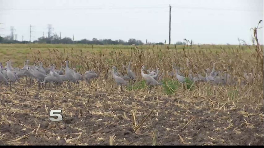 Local Rancher Worried Sandhill Cranes are Losing Habitat