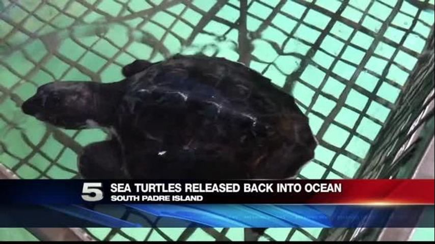Cold-Stunned Sea Turtles Treated, Released Back Into Ocean