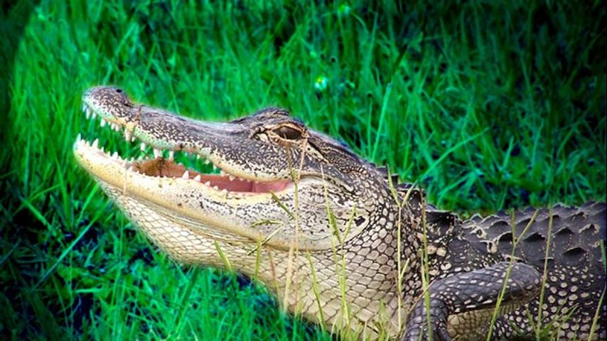 LDWF offers advice on alligator harvesting