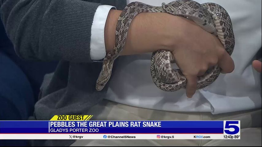 Zoo Guest: Pebbles the great plains rat snake