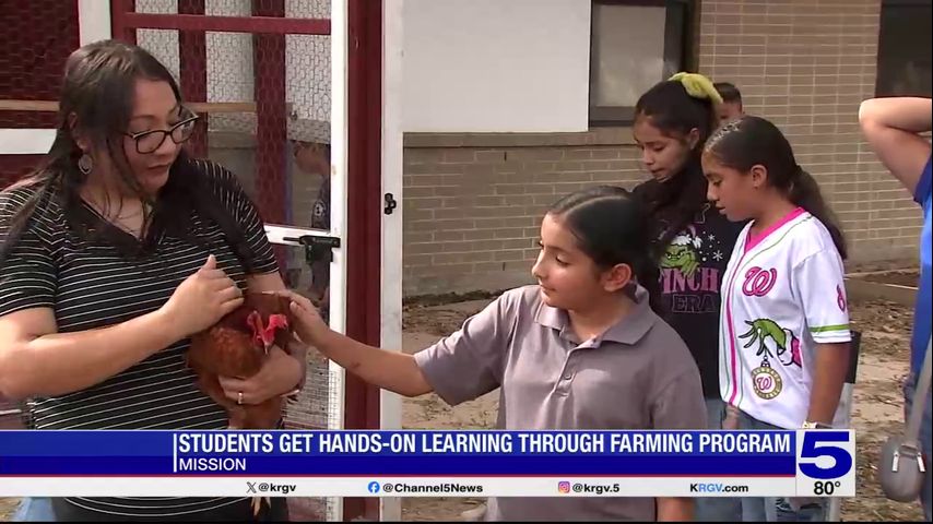 Mission elementary students learning to raise chickens