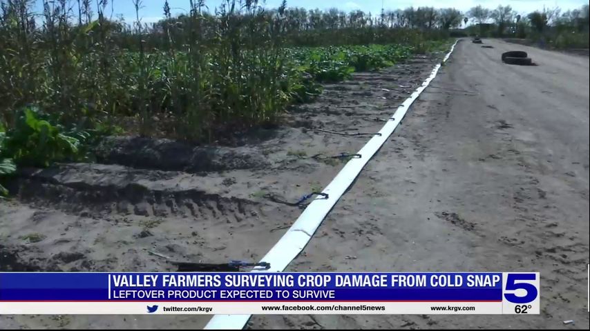 Valley farmers surveying crop damages from cold snap