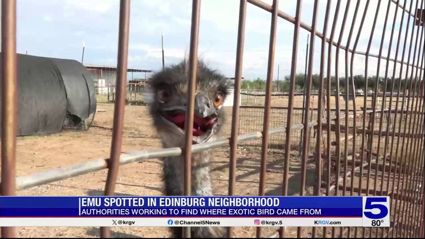 Exotic zoo tour guide gives insight after Emu escapes in Edinburg