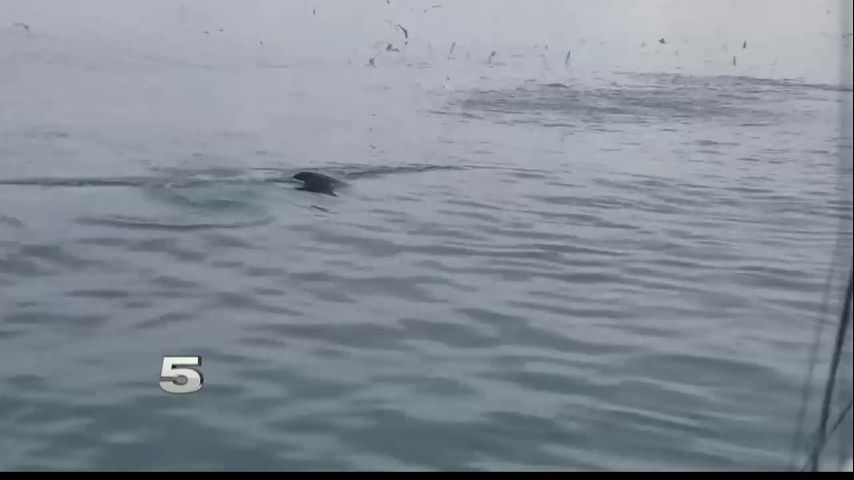 Largest Fish Species in the World Spotted Near SPI