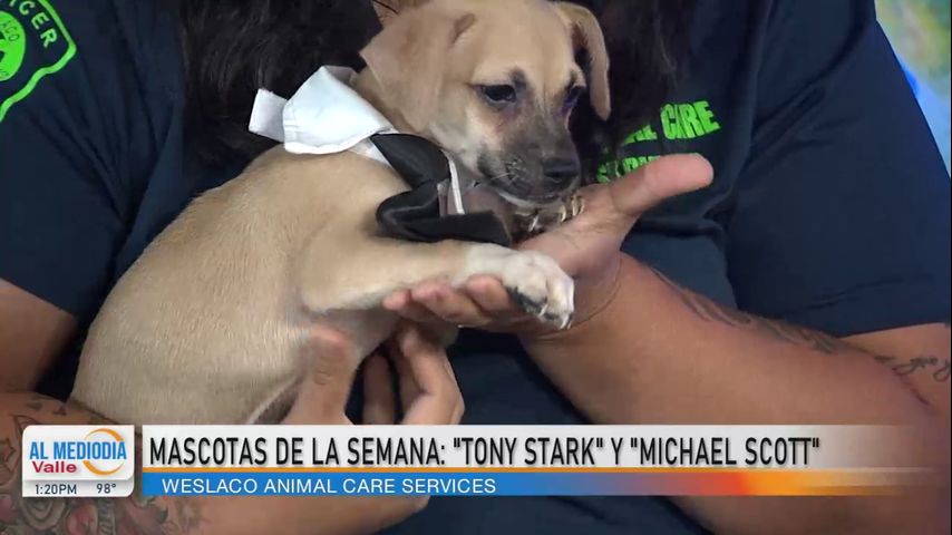 Mascota de la Semana: ¡Conozcan nuestras mascotas de la semana, los cachorros Tony Stark y Michael Scott!