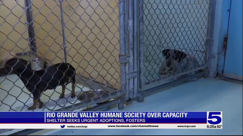 Rio Grande Valley Humane Society over capacity, extending hours of operation