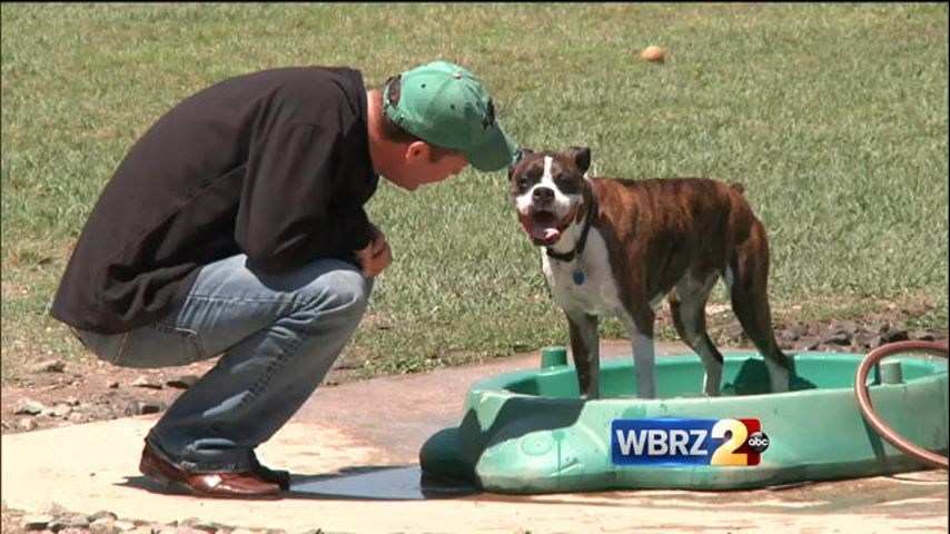 NATIONAL DOG DAY Events Around Baton Rouge
