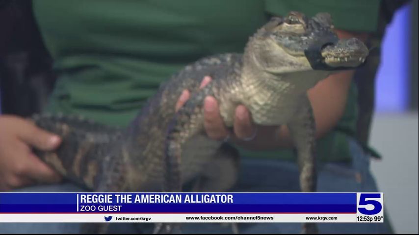 Zoo guest: Reggie, the American Alligator