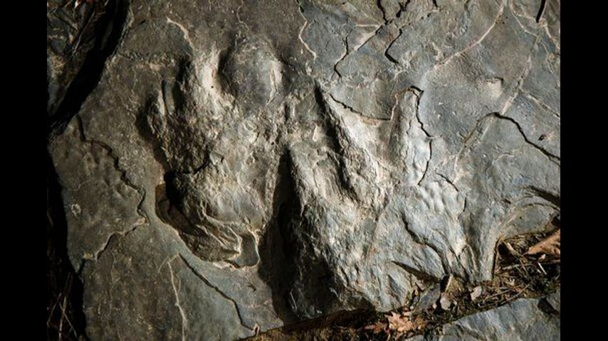 Dinosaur tracks make fresh impression at Valley Forge park