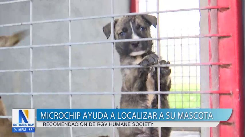 Recomiendan colocar microchip en las mascotas para ayudar a localizarlas