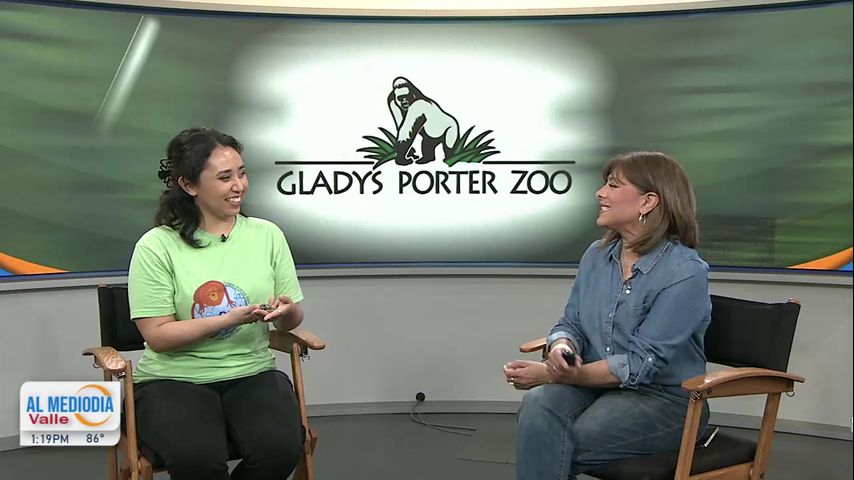 Desde el Zoológico: Gladys Porter Zoo presenta a la 'Salamandra Tigre'