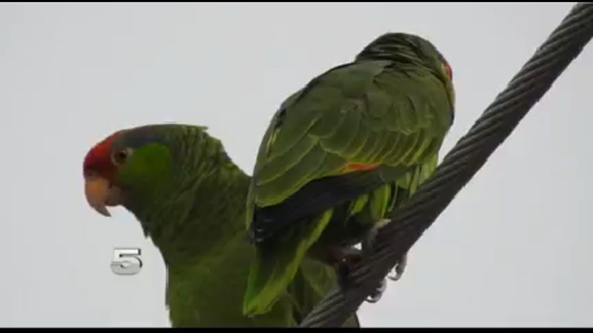 Rare Red-Crowned Parrots Being Captured throughout Valley