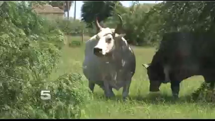 Local Ranchers Hopeful with Changes to Insecticide Use on Cattle