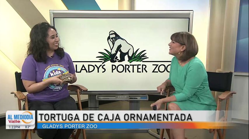 Desde el Zoológico: La tortuga de caja ornamentada