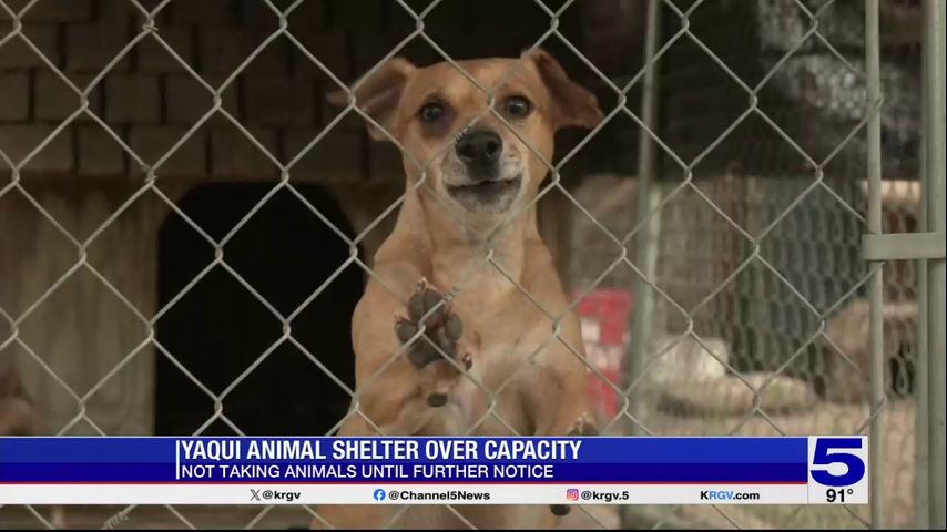 Yaqui Animal Rescue closes intake after reaching capacity