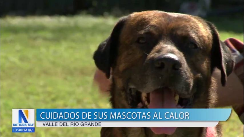 Alerta sobre golpes de calor en mascotas en el Valle de Río Grande