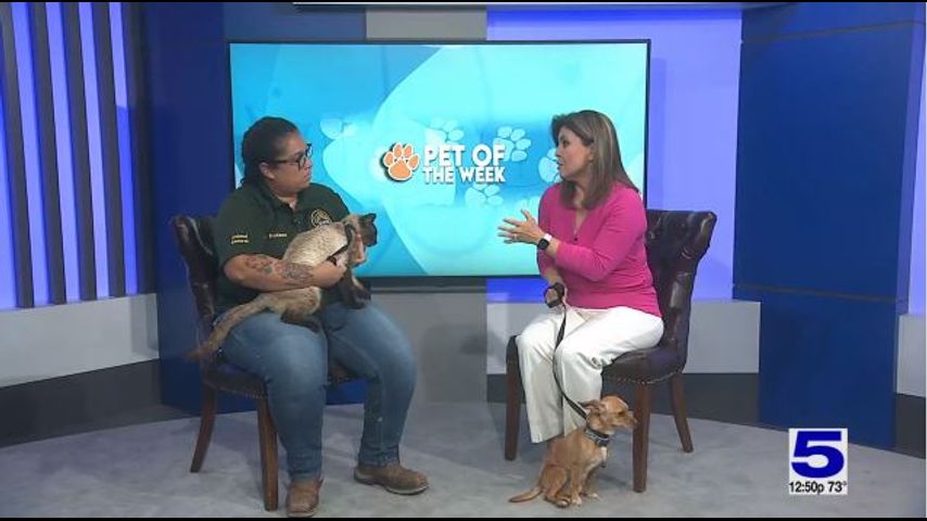 Pet of the Week: Toni the Chihuahua and Keanu the Siamese cat