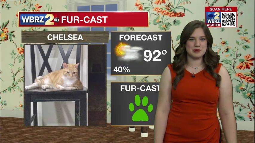 Chelsea Fur-cast