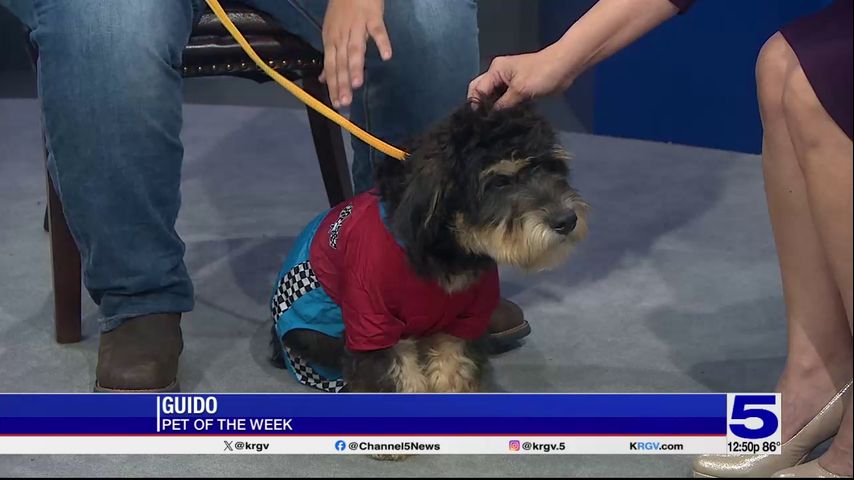 Pet of the Week: Guido the schnauzer poodle mix