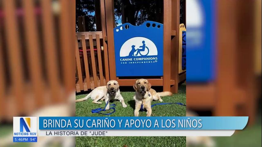 Perro de servicio brinda cariño y apoyo a niños en cuidado infantil