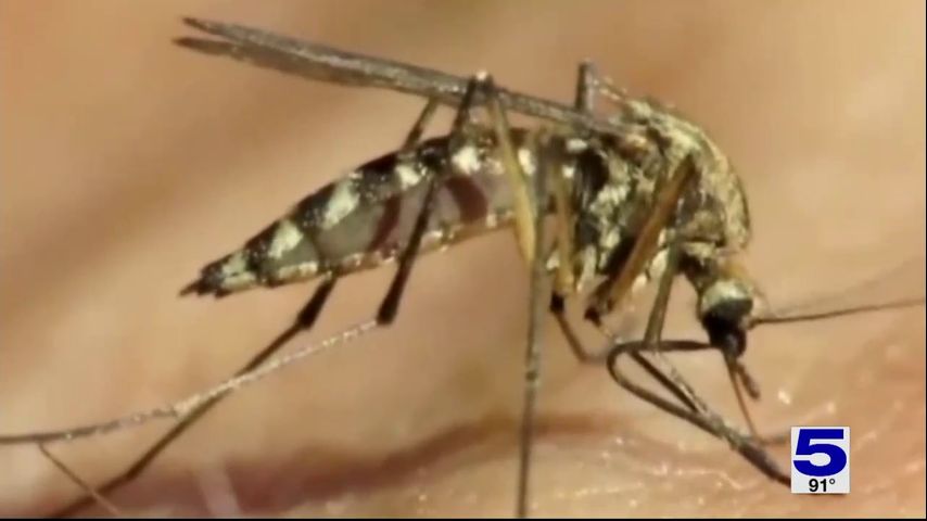 West Nile Virus, Dengue Fever confirmed in Hidalgo County after residents travel outside the country