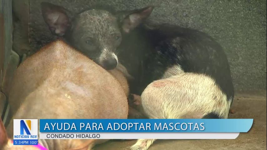 Más de 60 perros en búsqueda de hogar tras caso de hacinamiento en el condado Hidalgo