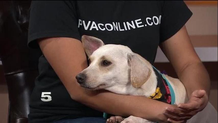 Pet of the Week: Tony