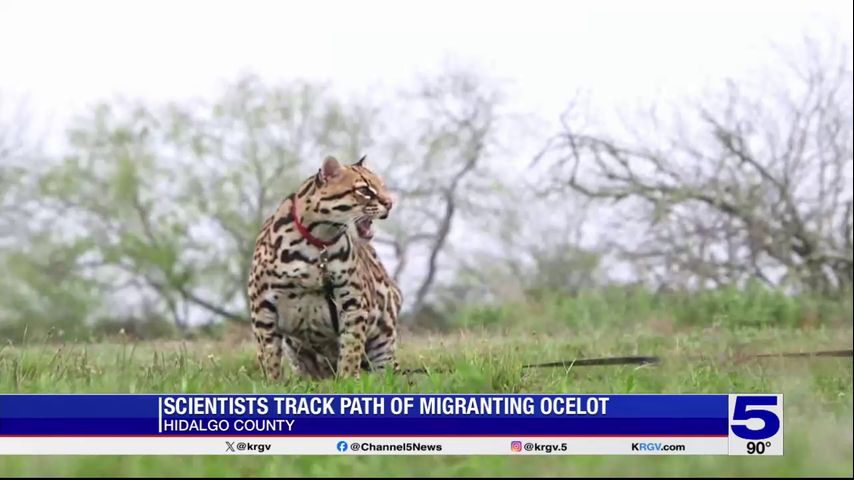 DNA results from Hidalgo County ocelot stir debate over where it came from