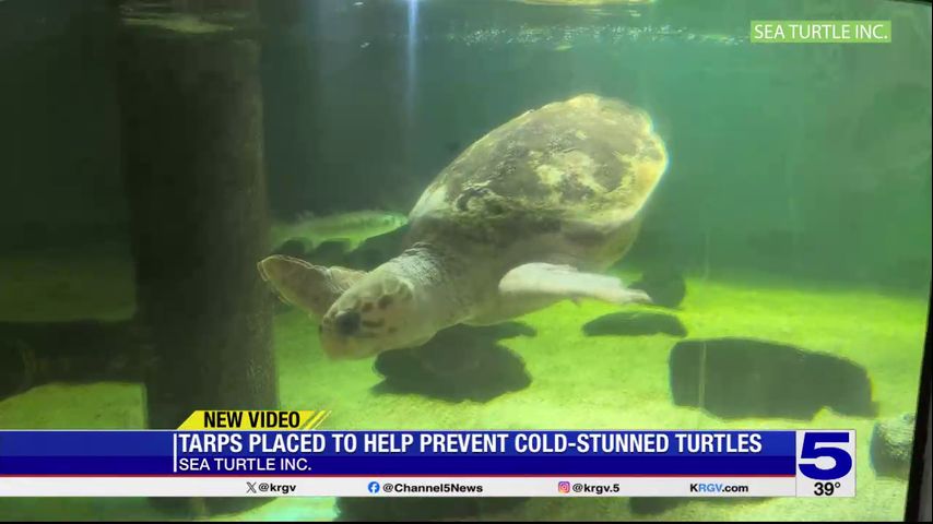 Sea Turtle Inc. places tarps over tanks to prevent cold stun