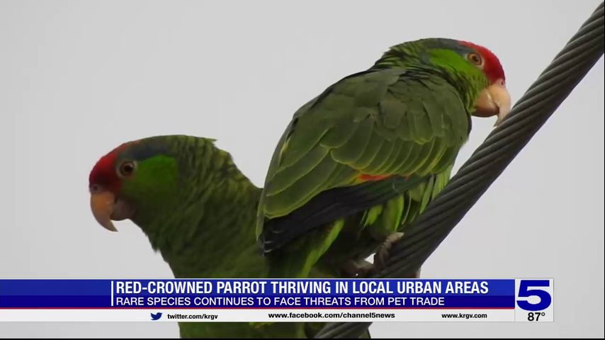 Red-Crowned Parrot thriving in Valley urban areas