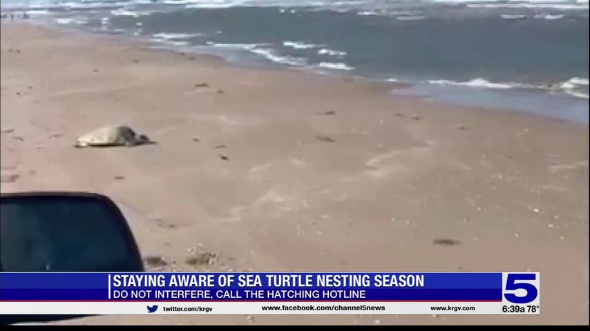 Beachgoers asked not to interfere with sea turtles during nesting season