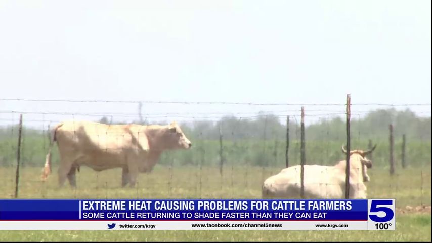 Extreme heat causing health concerns for South Texas cattle