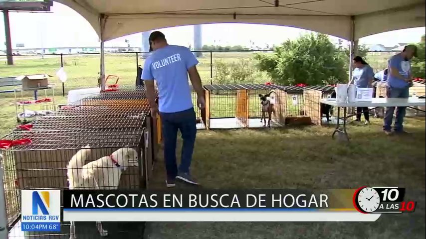 Mascotas en busca de hogar esta temporada navideña