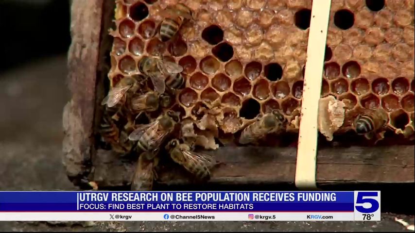 UTRGV receiving funding to research declining bee population