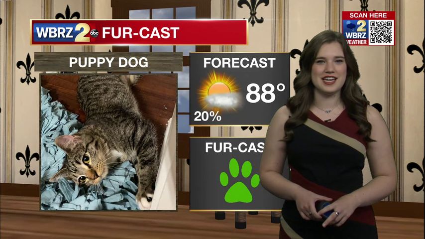 Puppy Dog Fur-Cast