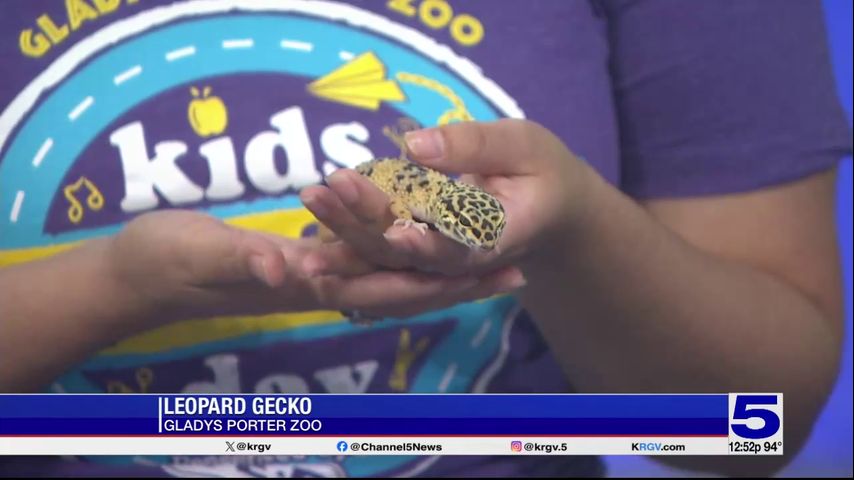 Zoo Guest: Yoshi the leopard gecko