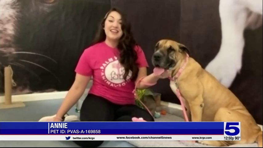 Pet of the Week - Annie the Chinese Sharpei mix