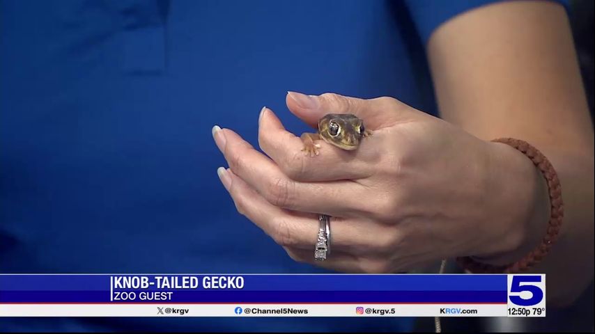 Zoo Guest: Knob-tailed gecko